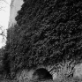 verwachsene Stadtmauer, Bautzen 1989