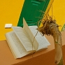 Senor liest ein spannendes Buch