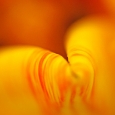 tulpe1