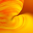 tulpe10