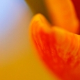 tulpe11