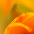 tulpe2