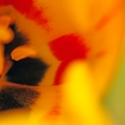 tulpe3