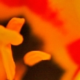 tulpe4