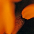 tulpe6