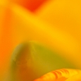 tulpe7