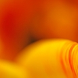 tulpe8
