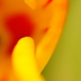tulpe9